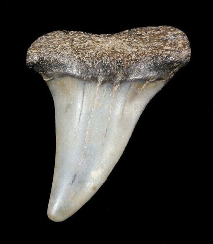 Fossil Mako Shark Tooth - Virginia #53490